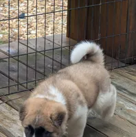 Kimber, a female Akita for sale in Chatsworth, GA – 3 of 8