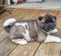 Colt, a male Akita for sale in Chatsworth, GA – 3 of 5