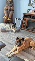 Ruger, a male Akita for sale in Chatsworth, GA – 8 of 9