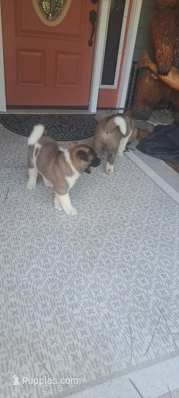 Ruger – Akita puppy for sale in Chatsworth, GA