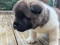 Colt, a male Akita for sale in Chatsworth, GA – 4 of 5