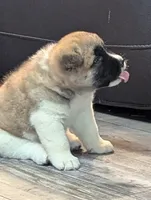 Kimber, a female Akita for sale in Chatsworth, GA – 4 of 8
