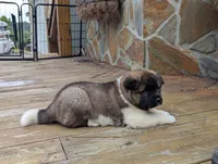 Ruger, a male Akita for sale in Chatsworth, GA – 4 of 9