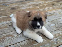 Kimber, a female Akita for sale in Chatsworth, GA – 5 of 8