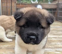 Colt, a male Akita for sale in Chatsworth, GA – 5 of 5