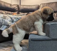 Kimber, a female Akita for sale in Chatsworth, GA – 2 of 8