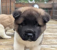 Ruger, a male Akita for sale in Chatsworth, GA – 5 of 9