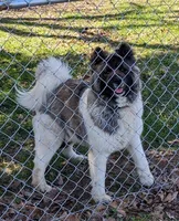 Ruger, a male Akita for sale in Chatsworth, GA – 9 of 9