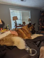 Kimber, a female Akita for sale in Chatsworth, GA – 8 of 8