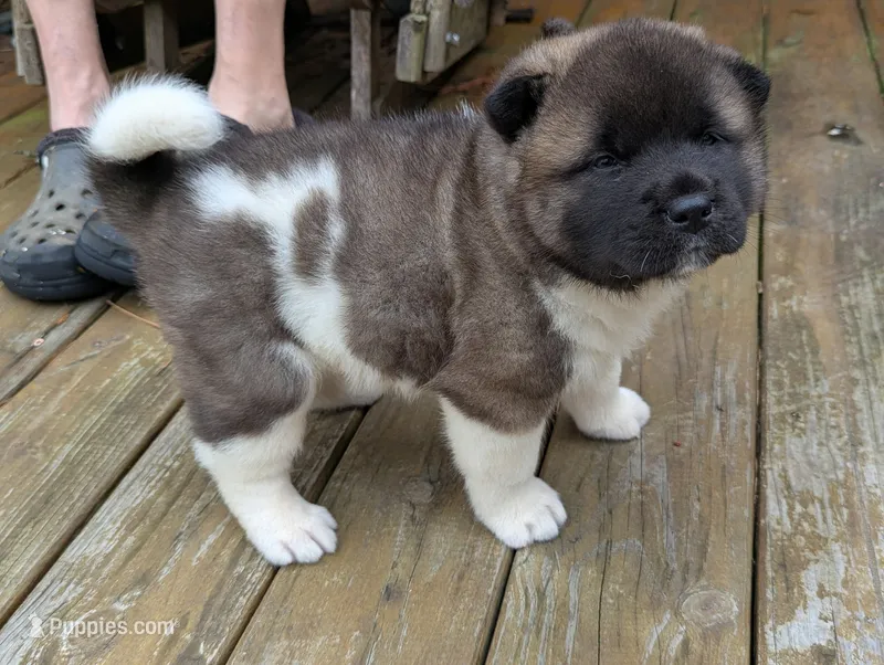 Colt – Akita puppy for sale in Chatsworth, GA