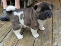 Colt, a male Akita for sale in Chatsworth, GA – 1 of 5