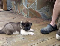 Ruger, a male Akita for sale in Chatsworth, GA – 2 of 9