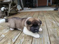 Ruger, a male Akita for sale in Chatsworth, GA – 7 of 9