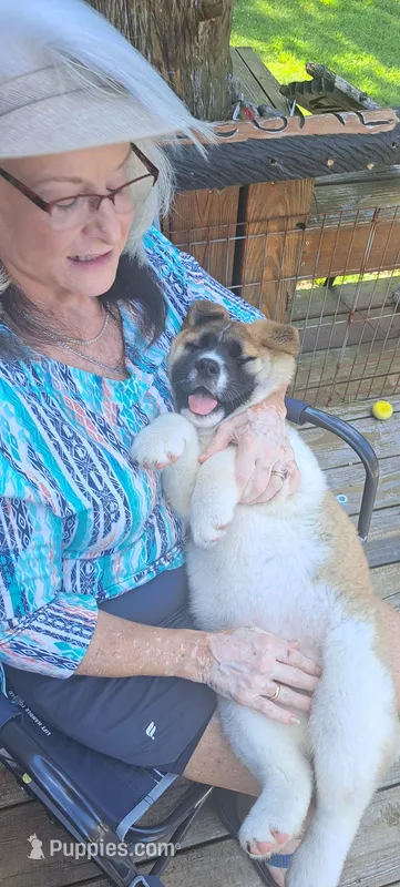 Kimber – Akita puppy for sale in Chatsworth, GA