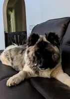 Ruger, a male Akita for sale in Chatsworth, GA – 6 of 9
