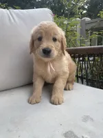 Tilly, a female Golden Retriever for sale in Hickory, NC – 1 of 1
