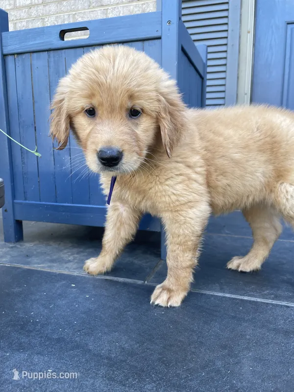 Holly – Golden Retriever puppy on hold in Hickory, NC