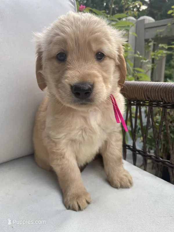 Willow – Golden Retriever puppy for sale in Hickory, NC