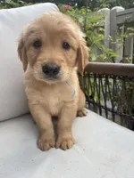Reed, a male Golden Retriever for sale in Hickory, NC – 3 of 3