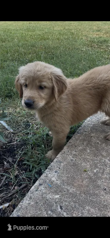 Hazel – Golden Retriever puppy for sale in Hickory, NC