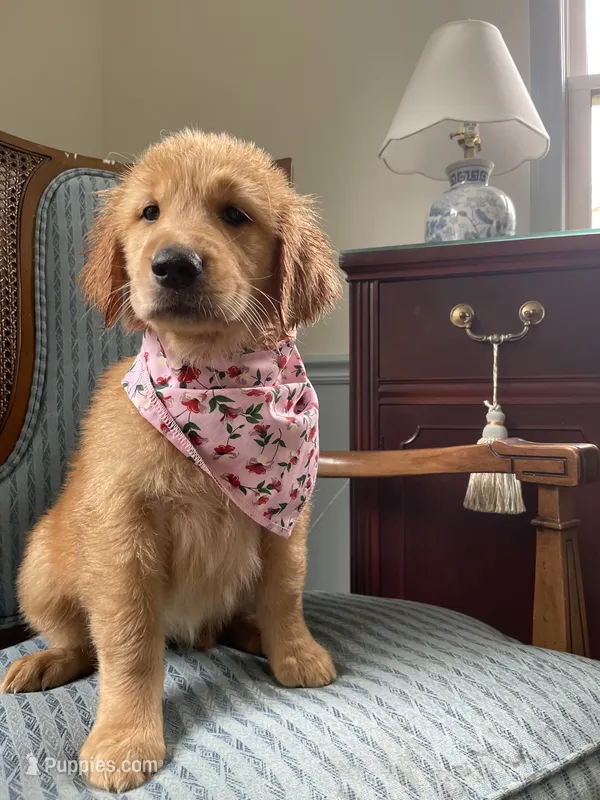 Hazel – Golden Retriever puppy for sale in Hickory, NC