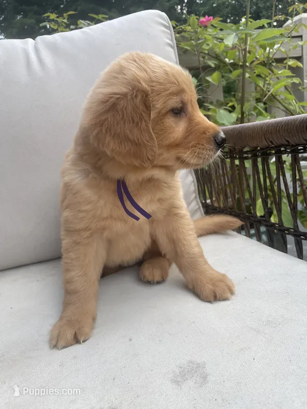 Holly – Golden Retriever puppy for sale in Hickory, NC