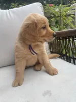 Holly, a female Golden Retriever for sale in Hickory, NC – 1 of 2
