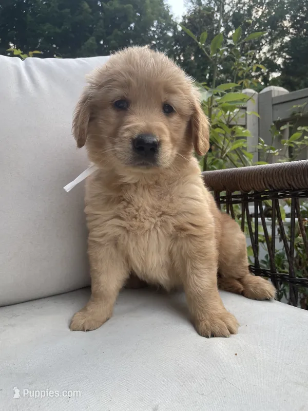 Hazel – Golden Retriever puppy for sale in Hickory, NC
