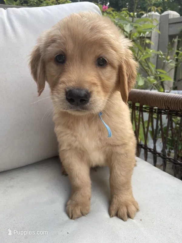 Reed – Golden Retriever puppy for sale in Hickory, NC