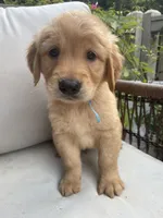 Reed, a male Golden Retriever for sale in Hickory, NC – 1 of 3
