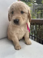 Willow, a female Golden Retriever for sale in Hickory, NC – 2 of 2