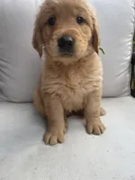 Otter, a male Golden Retriever for sale in Hickory, NC – 2 of 2