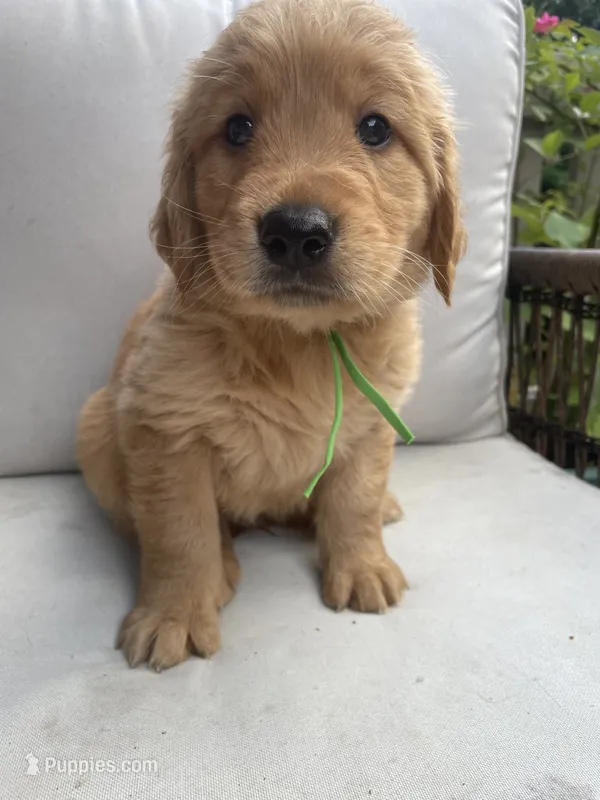 Otter – Golden Retriever puppy for sale in Hickory, NC