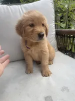 Holly, a female Golden Retriever for sale in Hickory, NC – 2 of 2