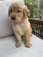 Reed, a male Golden Retriever for sale in Hickory, NC – 2 of 3