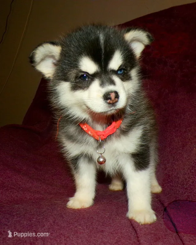 Pearl – Pomsky puppy for sale in Fargo, ND