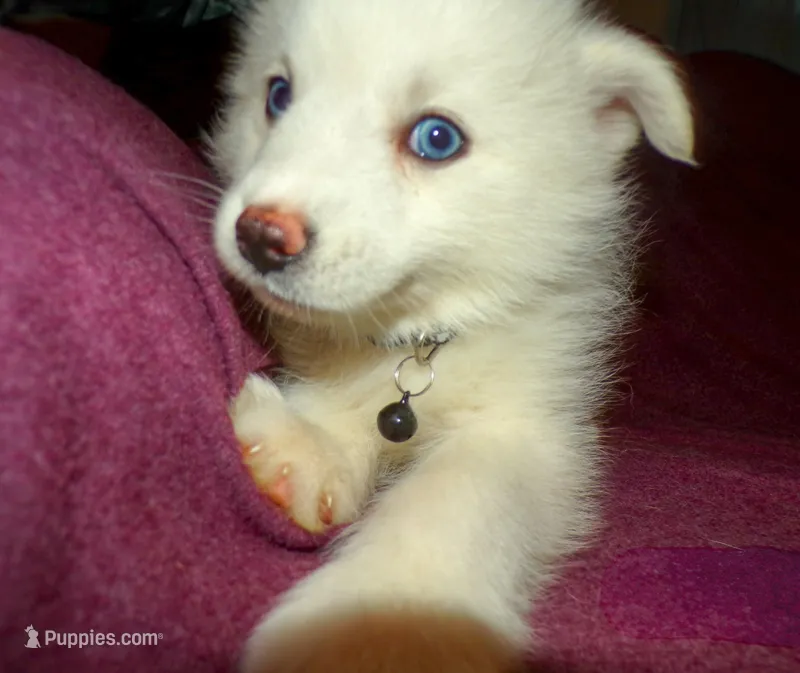 Miss Bear – Pomsky puppy for sale in Fargo, ND