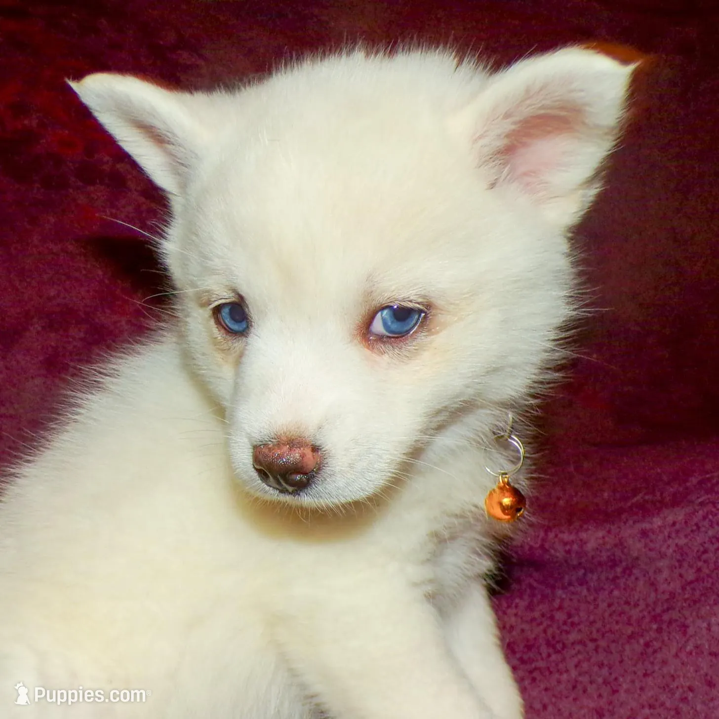 Pollie  – Pomsky puppy for sale in Fargo, ND