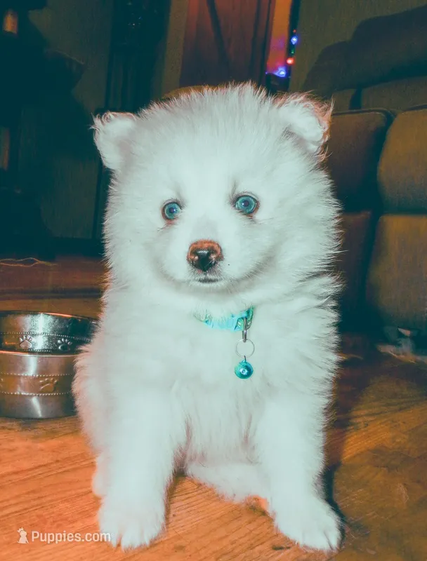 Buddy – Pomsky puppy for sale in Fargo, ND