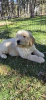 Loki , a male Double Doodle for sale in Cottonwood, CA – 5 of 5