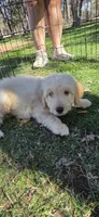 Loki , a male Double Doodle for sale in Cottonwood, CA – 2 of 5