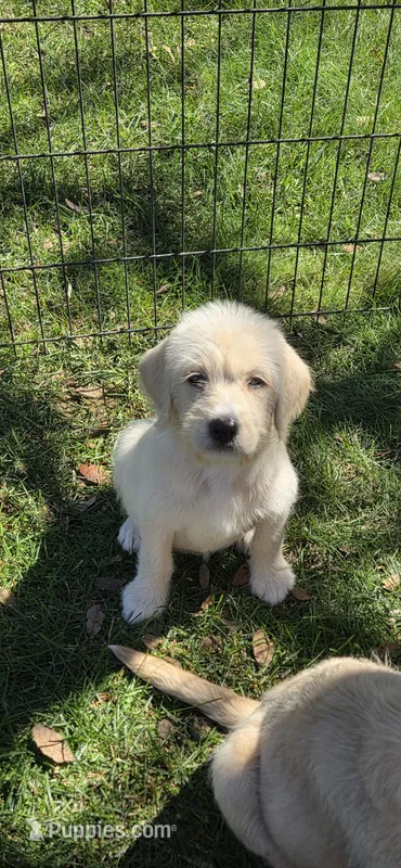 Wanda – Double Doodle puppy for sale in Cottonwood, CA