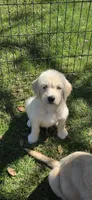 Wanda, a female Double Doodle for sale in Cottonwood, CA – 1 of 1