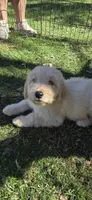 Loki , a male Double Doodle for sale in Cottonwood, CA – 4 of 5