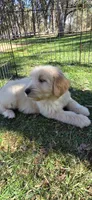 Loki , a male Double Doodle for sale in Cottonwood, CA – 3 of 5