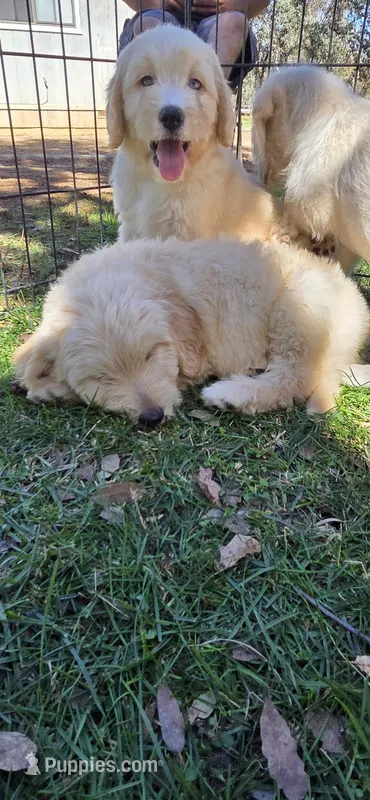 Loki  – Double Doodle puppy for sale in Cottonwood, CA