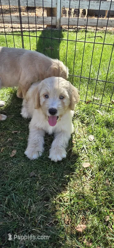 Tony – Double Doodle puppy for sale in Cottonwood, CA