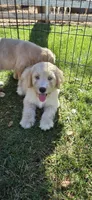 Tony, a male Double Doodle for sale in Cottonwood, CA – 1 of 1