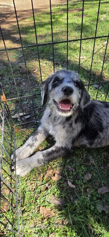 Mj – Double Doodle puppy for sale in Cottonwood, CA