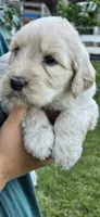 Bella, a female Goldendoodle for sale in Cottonwood, CA – Photo 7 of 8